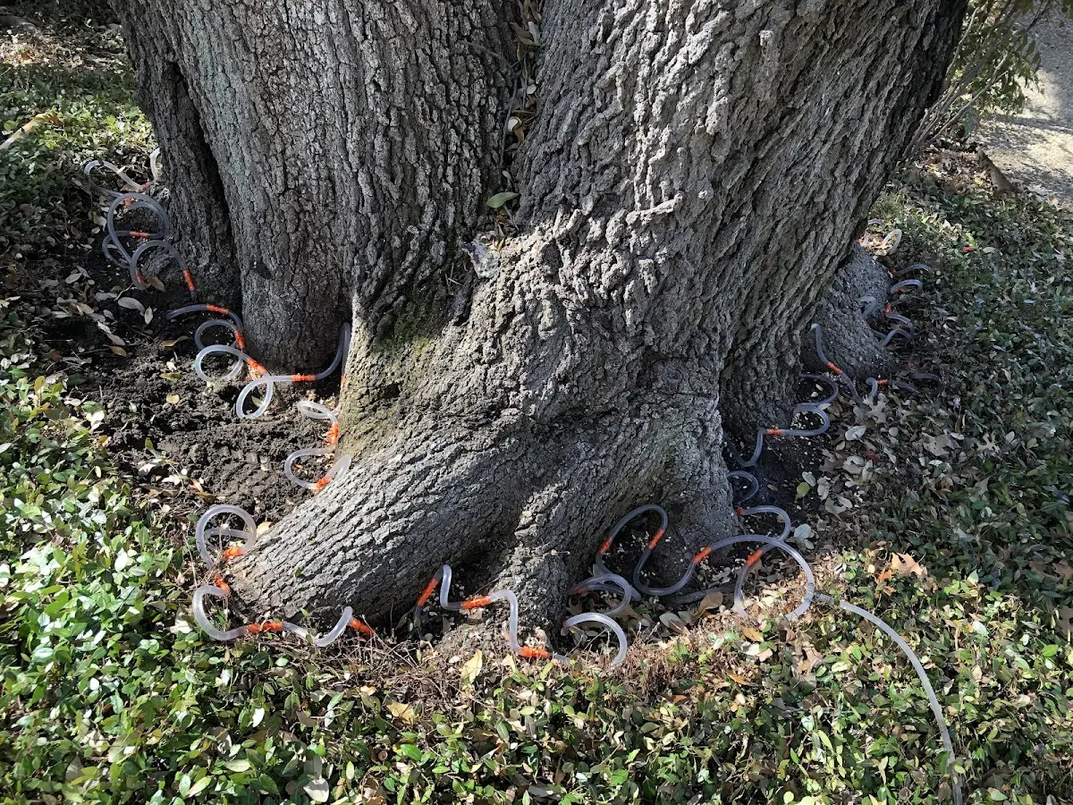 Detailed Tree Cabling and Bracing job site in Ekalaka